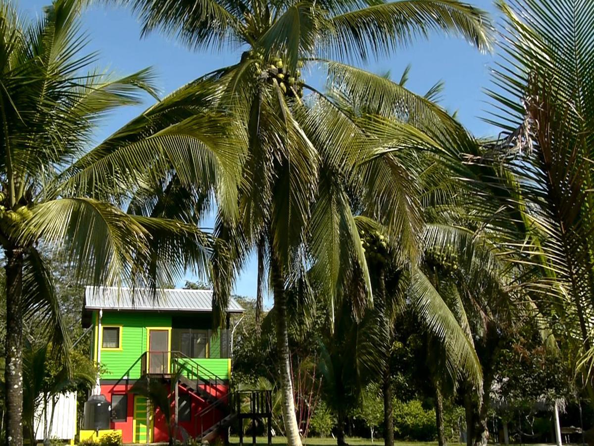 Lower Dover Jungle Lodge & Maya Ruins Unitedville Exterior foto